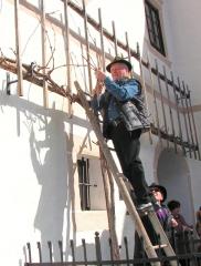 V Breznu so obrezali potomko najstarejše trte na svetu