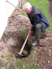 V Breznu raste tudi vnukinja najstarejše trte na svetu z mariborskega Lenta