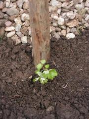 V Breznu raste tudi vnukinja najstarejše trte na svetu z mariborskega Lenta