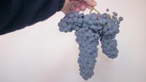 V Breznu je potomka najstarejše trte na svetu bogato obrodila